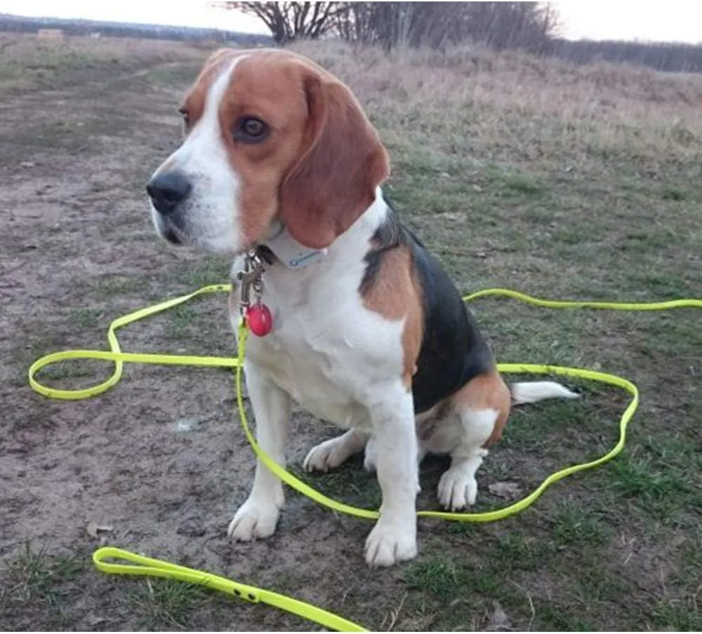 Long Leash Waterproof Training Longline Outdoor Dog Leash Great for Training, Beach, Yard, Play, Camping