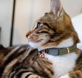 Rogz Urban Cat Safety Collar Small/Medium - Olive Twist