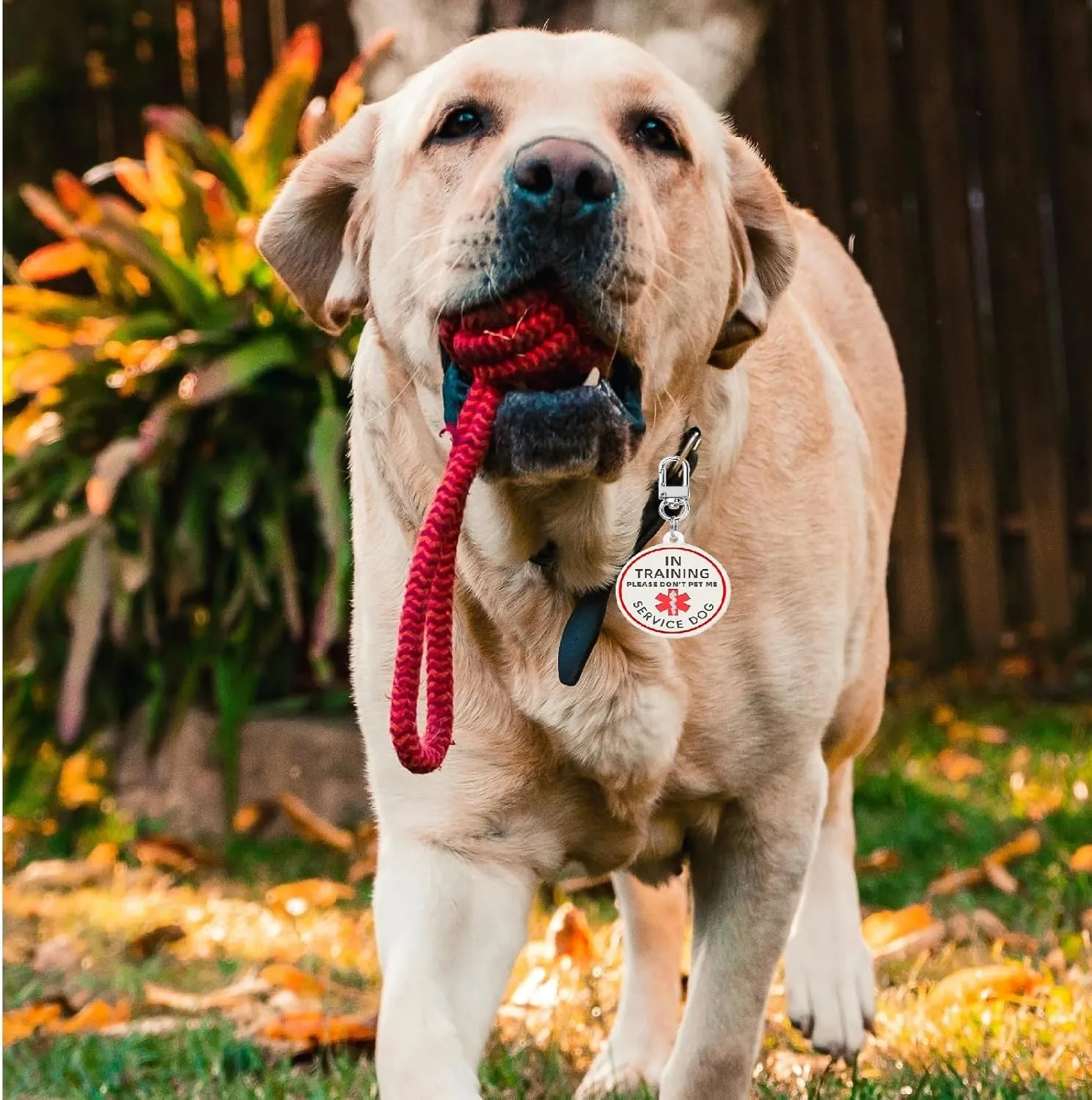 Service Dog in Training Tag for Harness, ID Tag Easily Attach to Dog Collar, Harness (Medium)