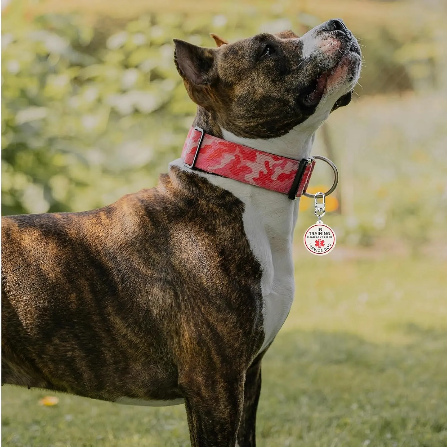Service Dog in Training Tag for Harness, ID Tag Easily Attach to Dog Collar, Harness (Medium)